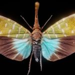 Pyrops Pyrorgyncha Borneo