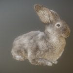 rabbit animations.thumb 1