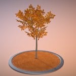 Rowan Tree – Sorbus-Aucuparia – 4m – Autumn