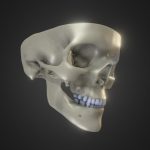 Skull – 3D Print model