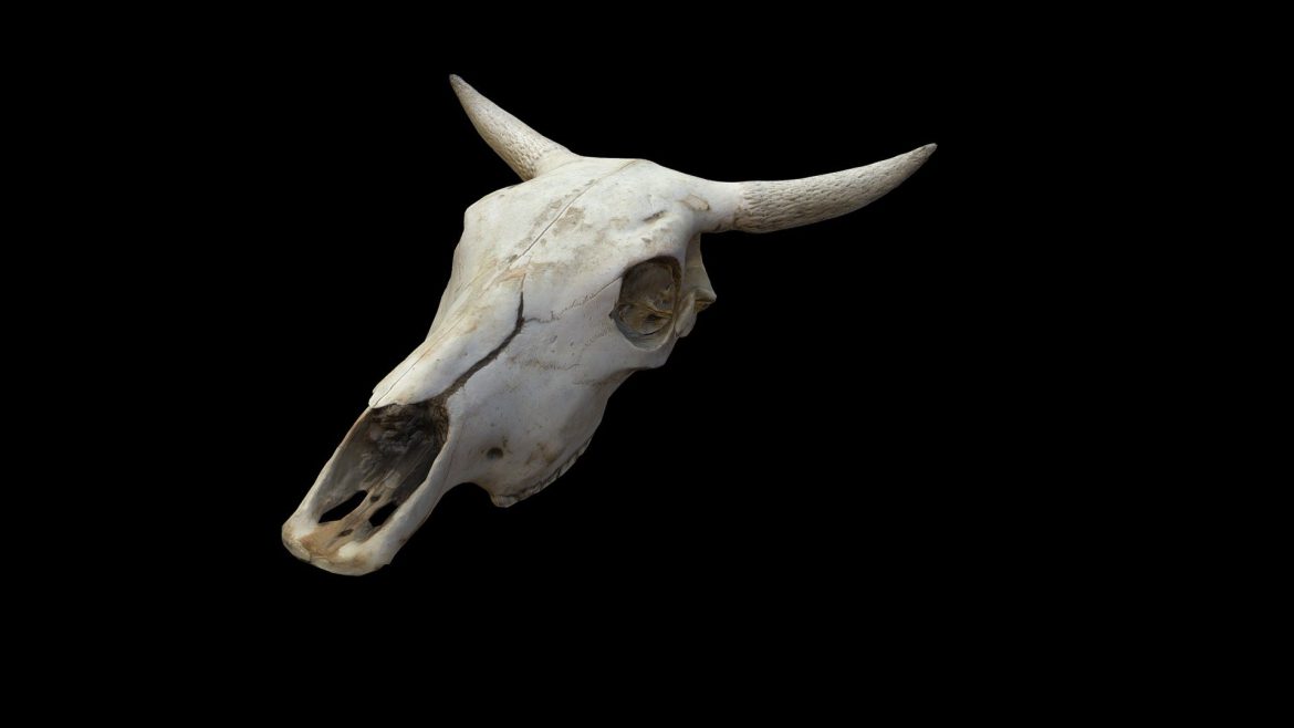 sun bleached cow skull asset.thumb