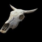 Sun-Bleached Cow Skull Asset