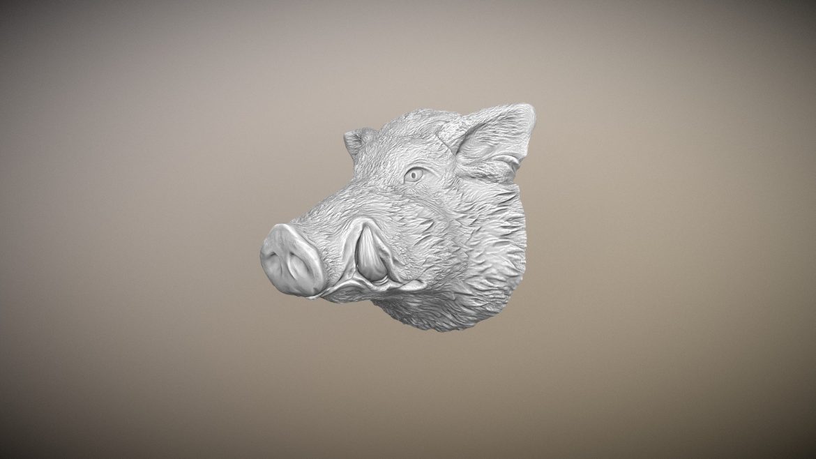 the muzzle of a wild boar.thumb