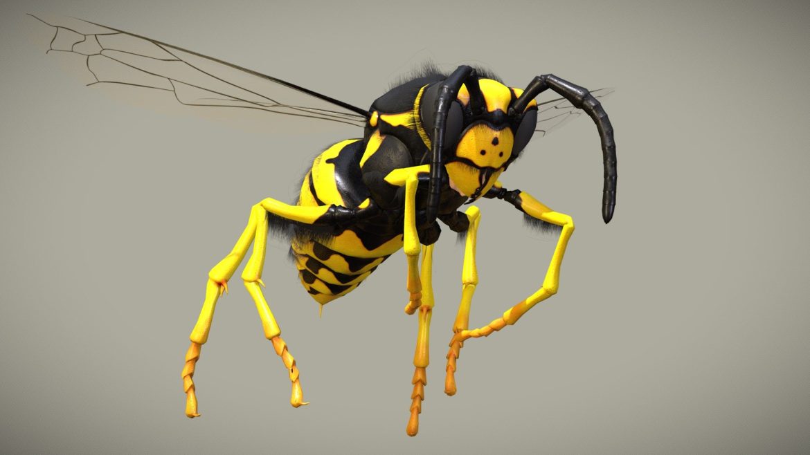 wasp vespula germanica.thumb
