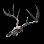 White-Tail Deer Skull