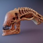Xenomorph Skull