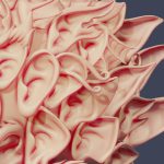 Zbrush – Fantasy Ears – IMM Brushes