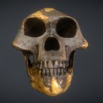 Australopithecus afarensis (Lucy)