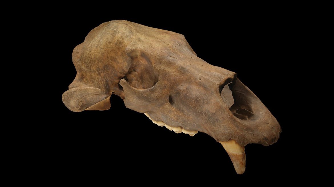 brown bear skull 14600 years old.thumb