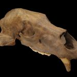 Brown Bear skull (14,600 years old)