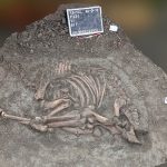 dierbegraving 19 (RBI15o werkput 231 spoor 17)