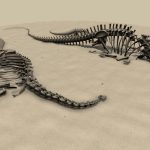 Diplodocus skeletons