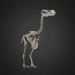 Durban Dodo Skeleton – Museum Scan