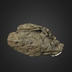 Equisetites – Capitol Reef National Park