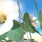 Flowers Petunia White