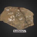 Fossil bird tracks with tracks highlighted