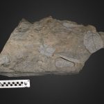 Fossil foliage with leaves highlighted