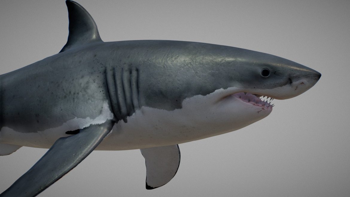 great white shark carcharodon carcharias.thumb 1