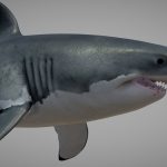 great white shark ( Carcharodon carcharias )