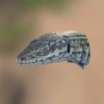 Ibiza Wall lizard 3D scanned alive in the field