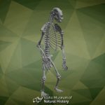 IMNH R-2400 Grizzly Bear