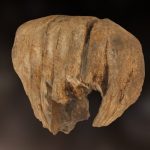 Juvenile Elephant Tooth (125,000 years old)