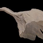 Landscape Arch – Arches National Park