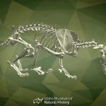 mountain lion r 996.thumb