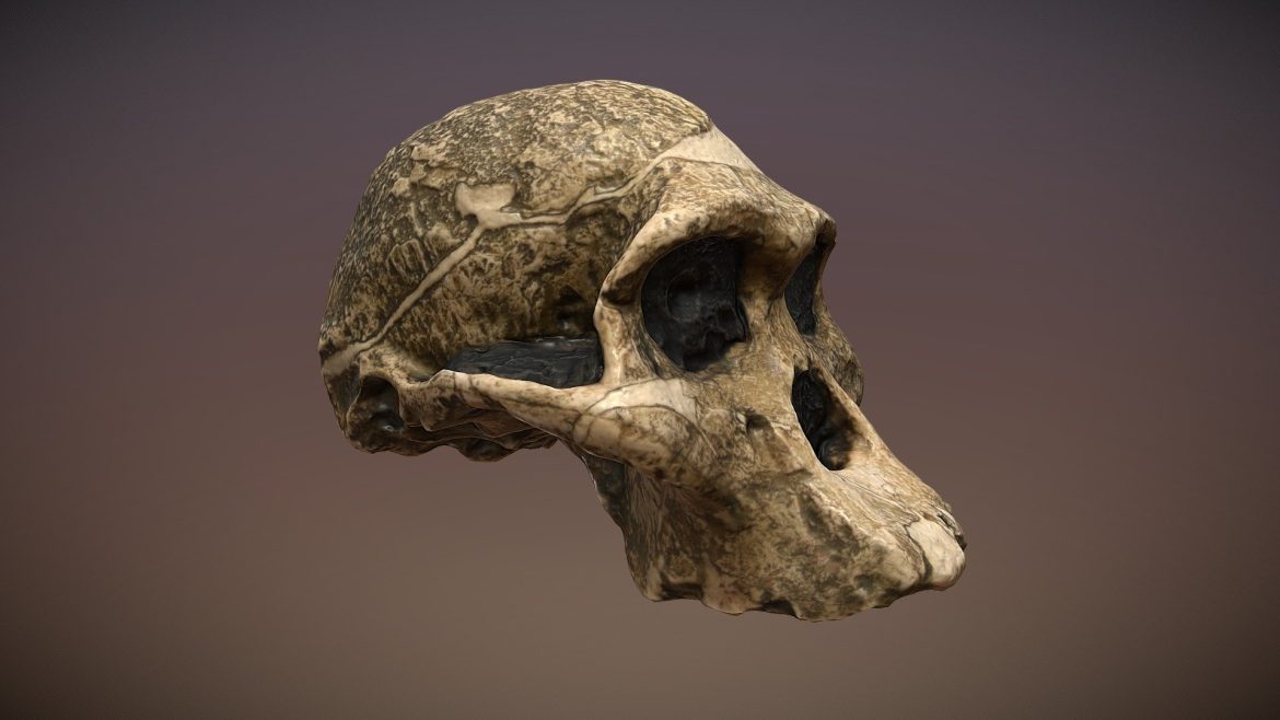 mrs ples a africanus.thumb