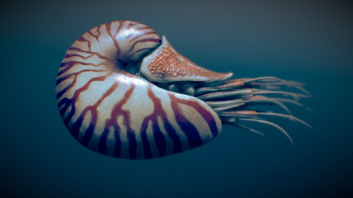 nautilus belauensis.thumb