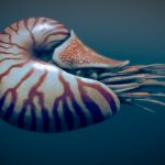 Nautilus belauensis