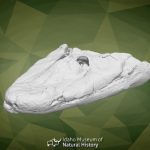 NUFV-108 skull of Tiktaalik