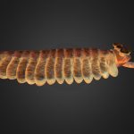 Opabinia regalis Walcott, 1912