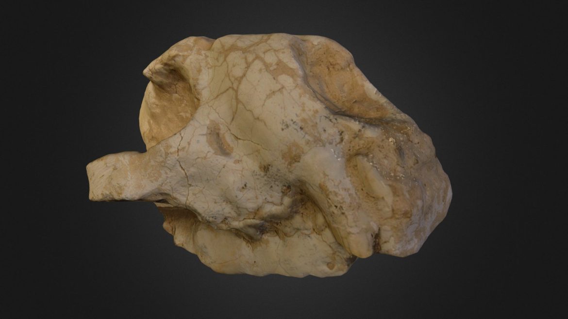 pallas cat skull.thumb