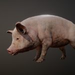 PIG ANIMATIONS