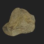 Retroceramus porrectus