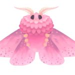 Rosy moth