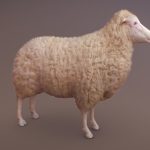 Sheep test