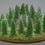 Spruce Forest / Fichtenwald