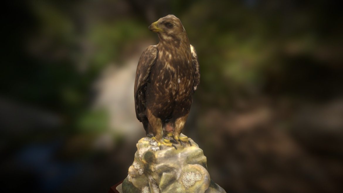 taxidermy eagle.thumb