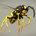 Wasp – Vespula Germanica