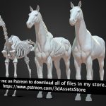 Animal Horse Anatomy Skin Ecoche