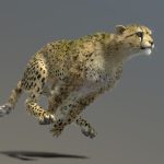 Cheetah