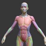 Écorché Female Musclenames Anatomy