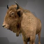 European Bison (NHMW-Zoo-MAMM 258/ST797)
