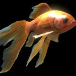 Gold Fish