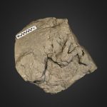 Therizinosaur footprint