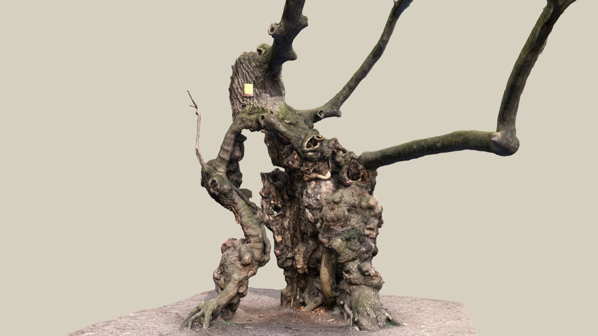 1000 jahrige linde.thumb