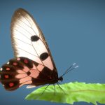 Animated Butterfly pack (10 wing colors)