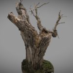 Arbre mort – Dead tree